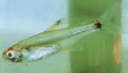 Holoshestes pequira Orange plettetra