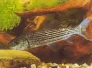 Hydrocynus goliath Tetra-loup, afrikansk ti...
