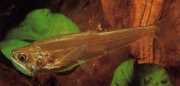 Hydrolycus scomberoides Tetra-Loup, Characin-tig...