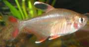 Hyphessobrycon bentosi b... Bentosi