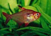 Hyphessobrycon callistus Ruby fra Paraguay