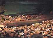 Lampetra fluviatilis Fluvial lampe