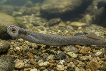 Lampetra fluviatilis Fluvial lampe