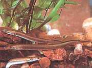 Lampetra planeri Planer Lamprey