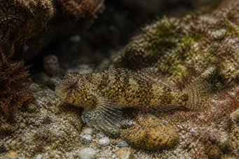 Lepadogaster candollei Rod