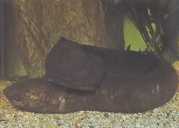 Lepidosiren paradoxa Sydamerika Lepidosirène