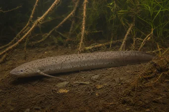 Lepidosiren paradoxa Sydamerika Lepidosirène