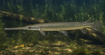 Lepisosteus osseus Crocodile Pike