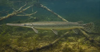 Lepisosteus tristoechus Lepisosteus Tristoechus