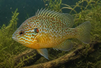 Lepomis gibbosus (Solstang eller regnbue pol)