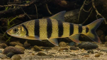 Leporinus fasciatus fasciatus (Leporinus med sorte bånd)