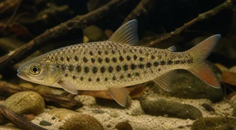 Leporinus maculatus (Spottet Leporinus)