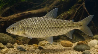 Leporinus megalepis (Leporinus med store skalaer)
