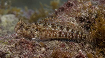 Lipophrys pholis almindelige