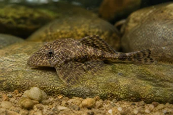 Lithoxus bovallii Lithoxus bovallii