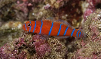 Lythrypnus dalli (Catalina Gobie)