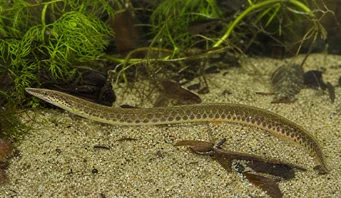 Macrognathus aculeatus Masta en ocelle