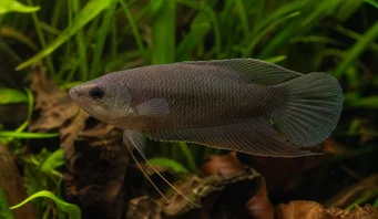 Macropodus concolor Sort makropod