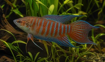 Macropodus opercularis Paradis