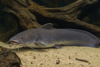 Malapterurus electricus Elektrisk havkat