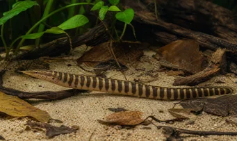 Mastacembelus circumcinctus Thorny Belt ål