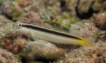 Meiacanthus smithii Blennie med sort band