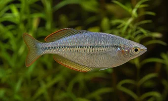 Melanotaenia maccullochi Dværg regnbue fisk