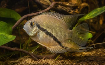 Mesonauta festiva Cichlid -flag