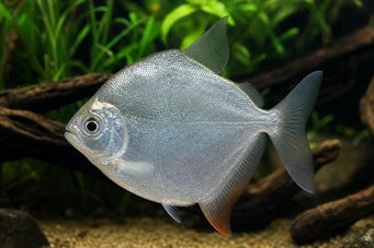 Metynnis hypsauchen Métynnis med store hoveder