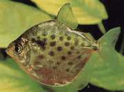 Metynnis maculatus Metynnis punkterede