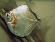 Metynnis mola Mola Mola Mola