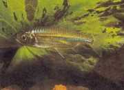 Micralestes acutidens Afrikansk tetra med skarpe tænder