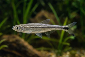 Micralestes elongatus Konisk afrikansk tetra