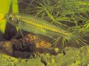 Micralestes humilis Afrikansk tetra med røde finner