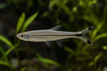 Micralestes humilis Afrikansk tetra med røde finner