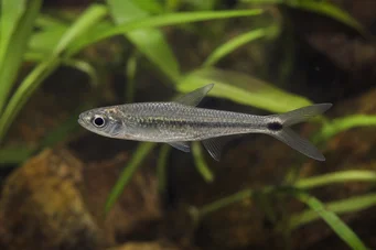 Micralestes occidentalis Vestafrikansk tetra