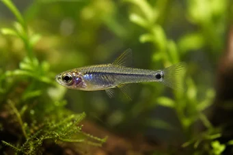 Microrasbora kutobai Grøn neon