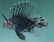 Milles de pterois Skorpion fisk
