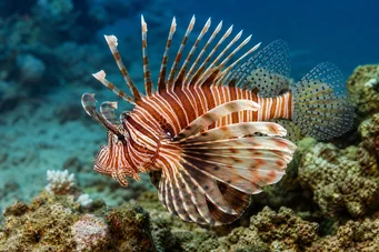 Milles de pterois Skorpion fisk