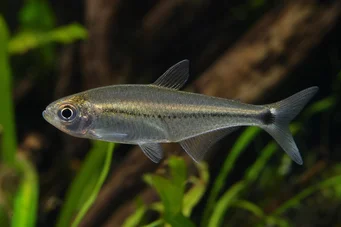 Mimagoniates lateralis Tetra-Glande med spærrede sider