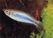 Mimagoniates microlepis Små skalaer tetra-barberos