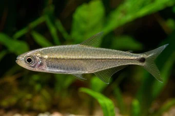 Mimagoniates microlepis Små skalaer tetra-barberos