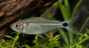 Moenkhausia oligolepis Moenkhausia med røde øjne