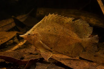 Monocirrhus polyacanthus Brandmand