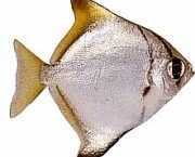 Monodactylus argenteus Månefisk