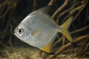 Monodactylus argenteus Månefisk