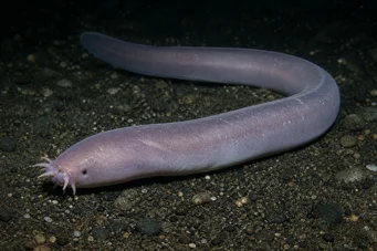 Myxine glutinosa Almindelig myxin