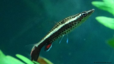 Nannobrycon eques Blyant