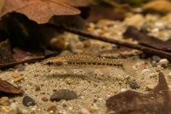 Nannocharax parvus (Stor strip nannocharax)