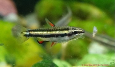 Nannostomus marginatus Dværgblyantfisk